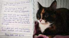 Por fin adoptan a gata abandonada en un refugio con una desgarradora nota de “lo siento” de su dueño