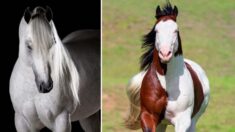 Hombre convierte su amor por los caballos en arte y comparte impresionantes fotos con el mundo