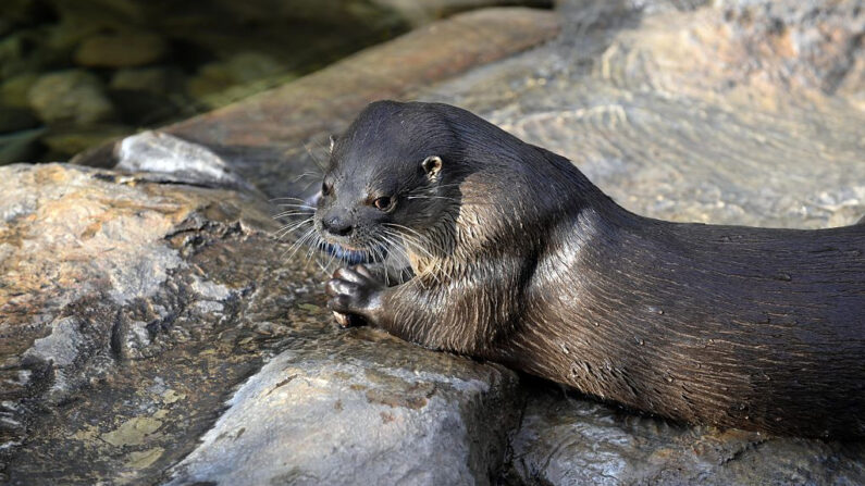 Una lontra vista en una imagen de archivo. (Johan Ordonez/AFP vía Getty Images)