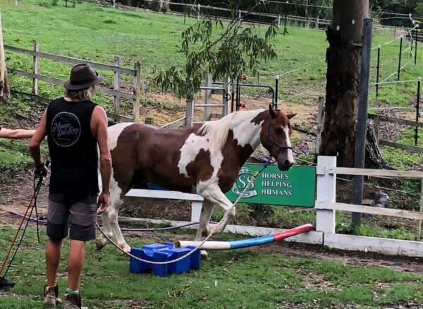 Los participantes individuales se emparejan con cada animal según la personalidad del caballo. (Servicio de Policía de Queensland)
