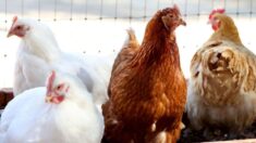 OMS confirma el primer caso humano de gripe aviar en Australia en una niña de dos años