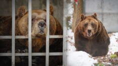 Tras 20 años de sufrimiento liberan al oso más triste de Albania de su diminuta jaula en restaurante