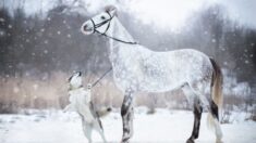 Caballo gris y perro de Alaska crean increíble vínculo plasmado en una sesión de fotos en la nieve