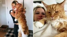 Este Maine Coon gigante es tan grande que ya tiene la estatura de un niño de 9 años