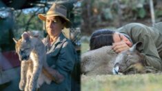 Puma ciego que no puede ser liberado en su hábitat aprende a responder a la voz de su cuidadora