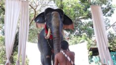 Un templo hindú usa elefante robótico para evitar crueldad con los animales
