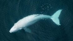 Piloto toma fotos «únicas en la vida» de rara cría de ballena jorobada albina nadando con su madre