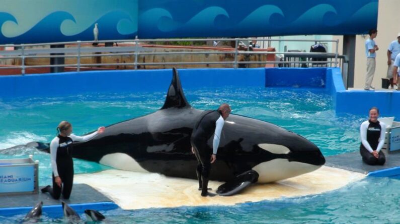 Fotografía de archivo fechada el 21 de junio de 2012 donde aparece el cuidador Eric Eimstad (c) mientras se comunica con la popular orca Lolita durante un espectáculo en el Miami Seaquarium, el mayor acuario marino de Estados Unidos. EFE/ Emilio López