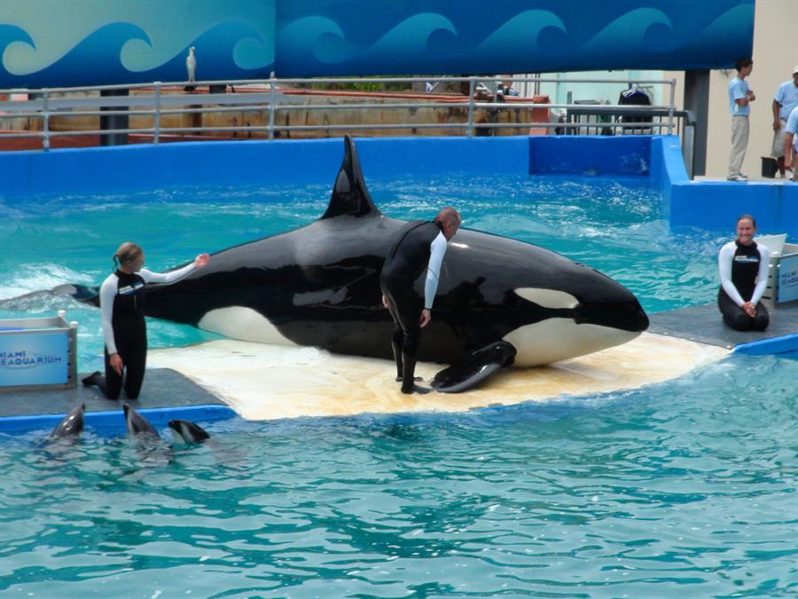 La orca Lolita volverá a las aguas que la vieron nacer 5 décadas después