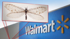 Hallan insecto volador gigante en un Walmart y resulta ser reliquia superviviente de la era jurásica