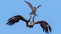 Fotógrafo capta a halcón peregrino “decidido” a mantener alejada a águila calva de su nido