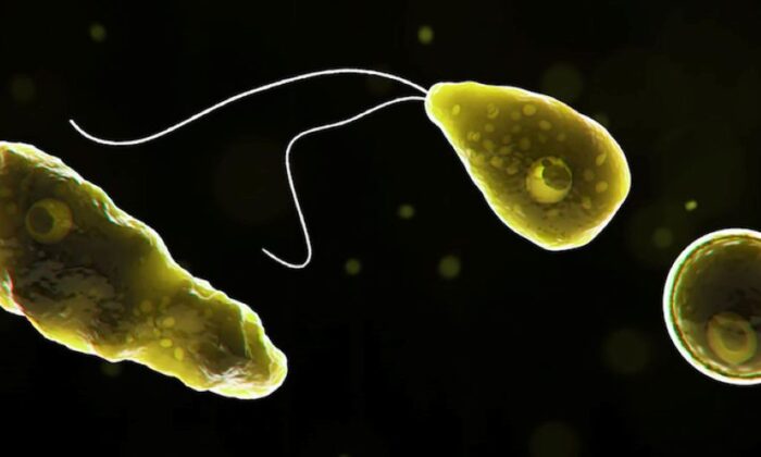 Naegleria fowleri, una ameba comecerebros. (Cortesía de los Centros para el Control y la Prevención de Enfermedades)