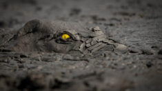 Ojo llameante de cocodrilo se lleva el oro en Premios Mundiales de Fotografía de la Naturaleza 2022