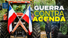 Crisis de alimentos elaborados: cerrarán 3000 granjas en los Países Bajos