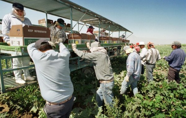 Trabajadores migrantes cosechando calabazas italianas cerca de Indio, California, en una foto de archivo. (David McNew/Getty Images)
