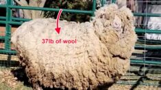 Oveja no esquilada en 6 años pierde 37 libras de lana y no puede dejar de sonreír y dar saltitos