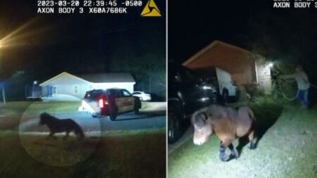 Cámara corporal graba a mini poni «sospechoso» en una persecución, antes de hacerle su ficha policial