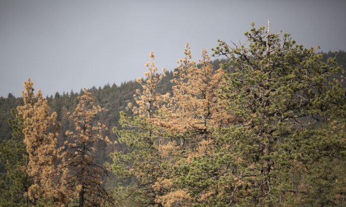 Árboles muertos y moribundos en un bosque estresado por condiciones históricas de sequía, en el Bosque Nacional Los Padres, cerca de Frazier Park, California, el 7 de mayo de 2015. (David McNew/Getty Images)
