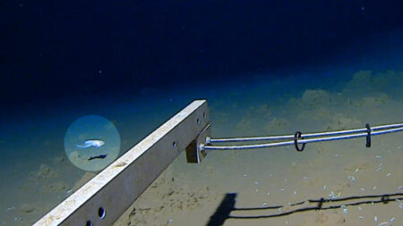 Descubren el pez más profundo del mundo a más de 27,000 pies bajo el nivel del mar, ¡vea cómo se ve!