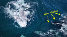 VIDEO: 30 orcas atacan a 2 ballenas grises adultas en brutal cacería de casi 6 horas ¿Sobrevivirán?