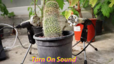 ¿Plantas que «cantan»? Investigadores descubren que las plantas emiten ruidos de alta frecuencia