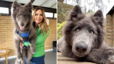 Raro perro lobo azul es gigante y divertido, pero no puede ser la mascota de cualquiera: VIDEO