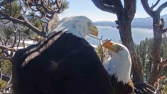 VIDEO: Cámara oculta capta a un macho de águila calva «decidido y entregado» a su mujer