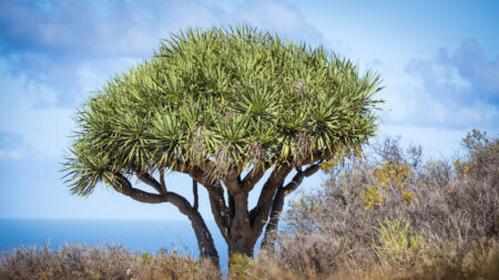 Sangre de Dragón: Una de las fuentes más potentes de antioxidantes del planeta