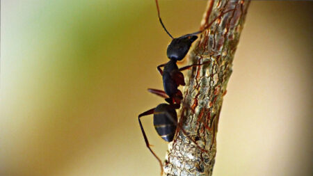 Científicos entrenan hormigas para detectar cáncer