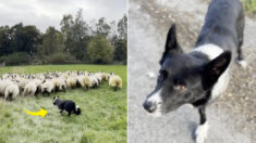 VIDEO: Perro pastor desaparecido vuelve herido y le amputan una pata, pero regresa feliz al trabajo