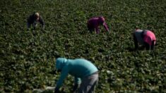 Trabajadores agrícolas ilegales obtendrían el camino a la residencia en California según nueva propuesta