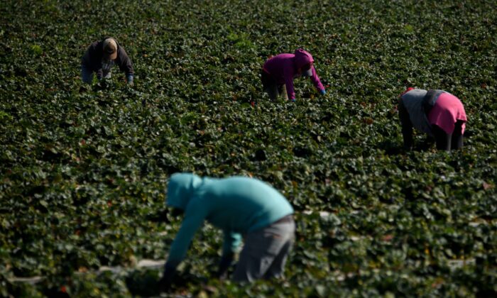 Trabajadores agrícolas cuidan las fresas que crecen en un campo, en el condado de Ventura, California, el 10 de febrero de 2021. (Patrick T. Fallon/AFP vía Getty Images)
