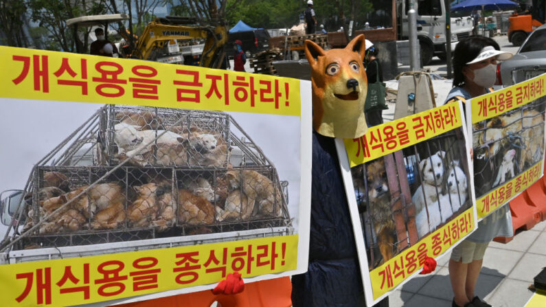 Un activista por los derechos de los animales con una máscara de perro sostiene pancartas en las que se lee "¡Dejen de comer carne de perro!" durante una campaña contra la costumbre local de comer carne de perro para combatir el calor del verano, en Seúl (Corea del Sur), el 26 de julio de 2022. (Jung Yeon-je/AFP vía Getty Images)