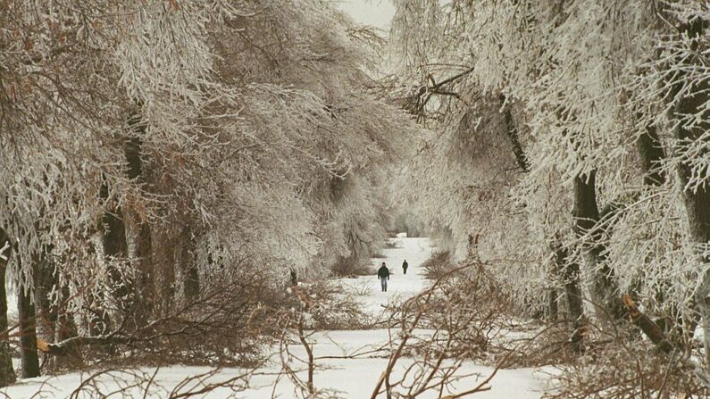 Un peatón pasa junto a ramas y árboles caídos el 08 de enero tras una tormenta de lluvia helada en Ottawa, Canadá. (Dave Chan/AFP vía Getty Images)