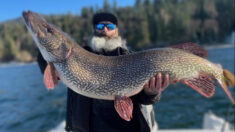Pescador atrapa colosal lucio y bate récord estatal: «Necesitábamos una báscula más grande»