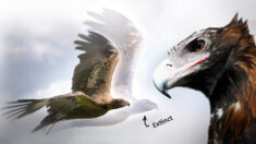 “Descubren” fósil de águila gigante extinta que podía matar un canguro y supera a las rapaces modernas