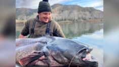 Pescador lucha contra monstruoso siluro de 222 libras que lo arrastra media milla río abajo