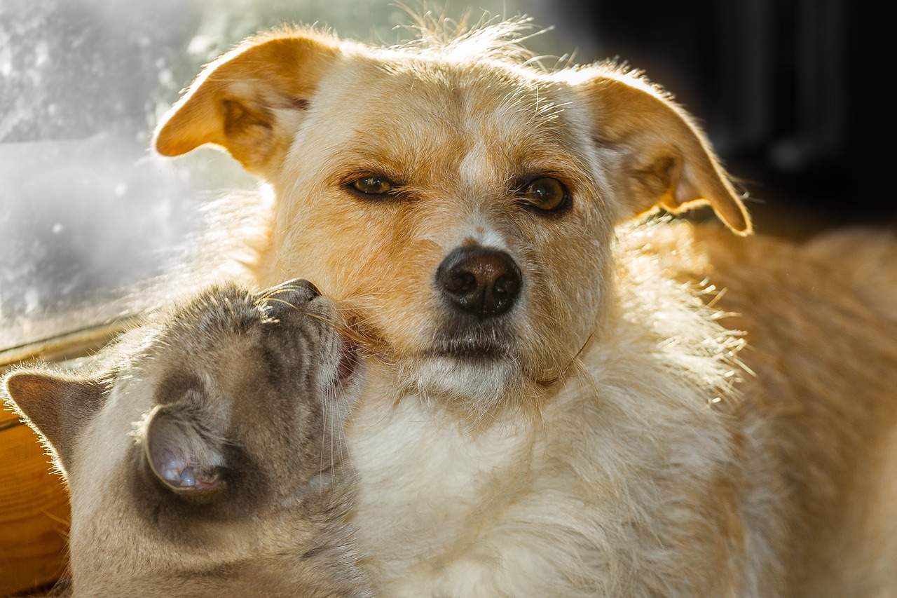 En lugar de tener solo una mascota puede tener dos; los perros y los gatos a menudo se convierten en buenos amigos y se cuidan como hermanos. (Imagen de Peter Morth en Pixabay)