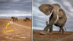 Fotógrafo arriesga su cámara para captar una manada de elefantes, ¡tan cerca que da miedo!
