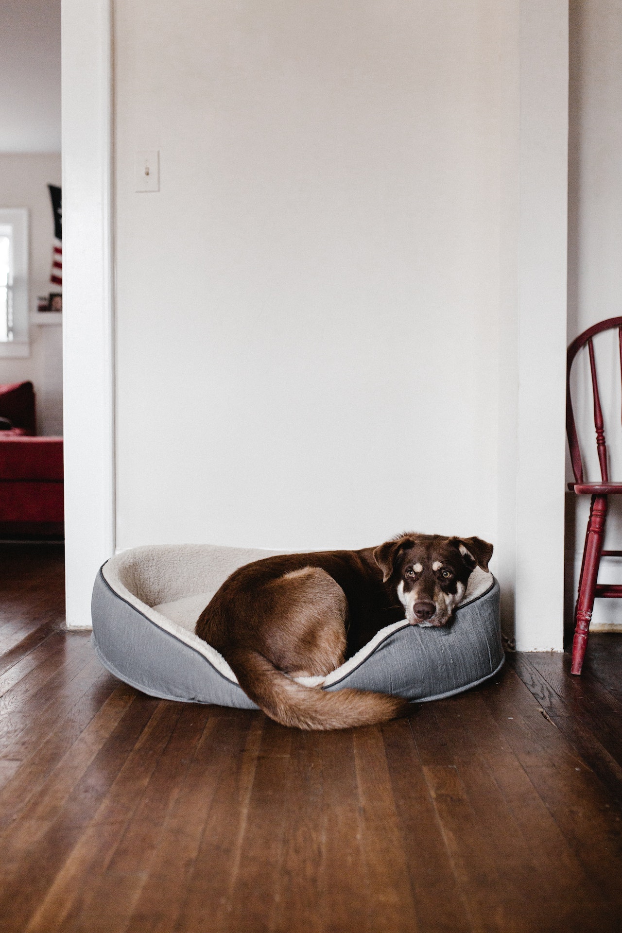 Incluso los dueños de mascotas que dejan que su perro duerma en la cama con ellos saben que es mejor conseguirle al perro su propia cama para que tome sus siestas durante el día. (Foto de Andrew Neel en Pexels)
