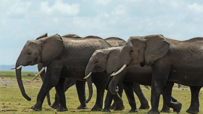 Elefantes se dirigen hacia el heno entregado por el guardabosques Josphat Wangigi (no se ve) del Servicio de Vida Silvestre de Kenia (KWS) en el Parque Nacional Amboseli como ayuda alimentaria para los herbívoros privados de forraje y duramente afectados por la sequía el 30 de noviembre de 2022. (Foto de Tony Karumba / AFP vía Getty Images)