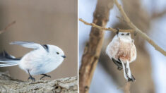 Las aves más adorables: Pequeñas “hadas de la nieve” japonesas hacen gimnasia en las ramas de árboles