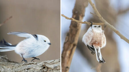 Las aves más adorables: Pequeñas «hadas de la nieve» japonesas hacen gimnasia en las ramas de árboles