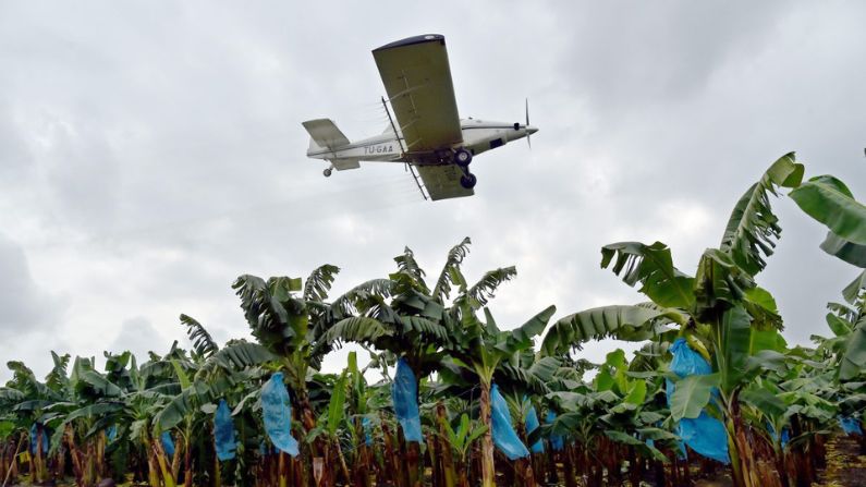 Un avión rocía pesticidas en una plantación de plátanos al oeste de Abiyán, Costa de Marfil, el 15 de julio de 2014. (Issouf Sanogo/AFP/Getty Images)