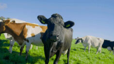 UE respalda polémicos planes holandeses para cerrar granjas buscando reducir emisiones de nitrógeno