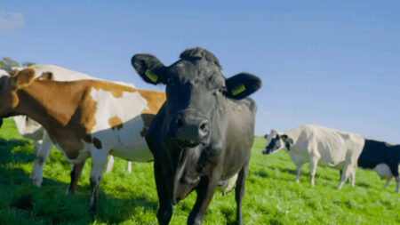 UE respalda polémicos planes holandeses para cerrar granjas buscando reducir emisiones de nitrógeno