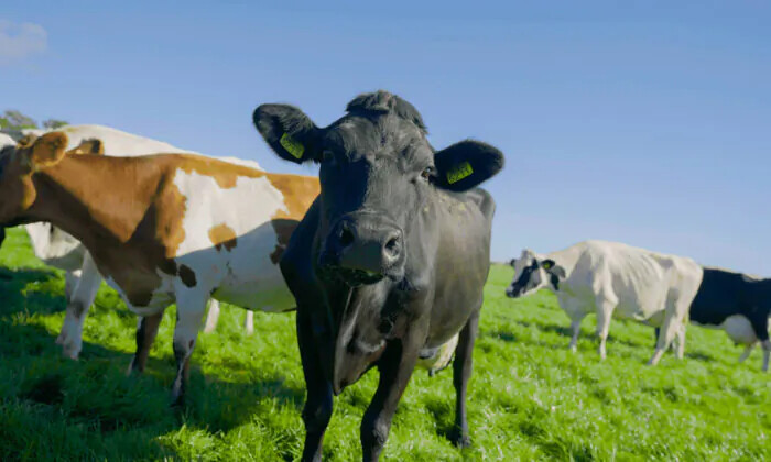 Vacas holandesas de la granja de Robbin Voorend, que se enfrentaría a recortes del 90 al 95 por ciento en su ganado según el plan de emisiones de nitrógeno del gobierno. (The Epoch Times).
