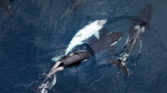 Fotógrafo capta imágenes de orca blanca extremadamente rara avistada frente a la costa de California