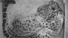 La pareja «perfecta»: Leopardos de las nieves son inseparables y se abrazan todas las noches