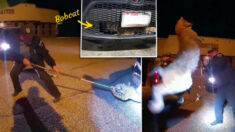 Video muestra un gato montés atrapado en un coche y los oficiales se sorprenden: “Es la primera vez”